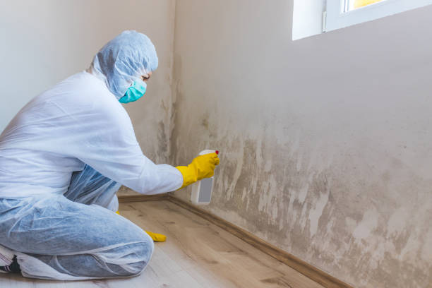 Licensed Mold Removal service in Onley, VA - WQB Mold Removal
