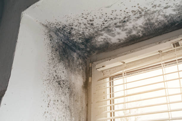 Affordable Mold Removal solutions in Onley, VA